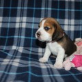 BOMON-BRIENNE ROYAL HOUND