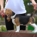 BLUNT ROYAL HOUND