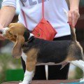 BARMINGTON ROYAL HOUND