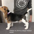DALTON IN FURNESS ROYAL HOUND