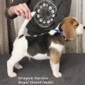 DRAYTON PARSLOW ROYAL HOUND