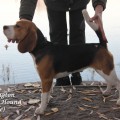 DARLINGTON ROYAL HOUND
