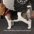 DINAS MAWDDWY ROYAL HOUND