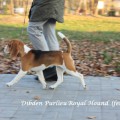 DIBDEN PURLIEU ROYAL HOUND
