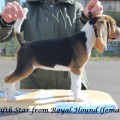 FIFTH STAR FROM ROYAL HOUND