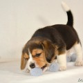 H'OTTIE DARLING JOY