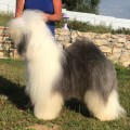 MOSCOW DREAM BRATEC MEDVEZHONOK PUSH MOSCOW DREAM BRATEC MEDVEZHONOK PUSH