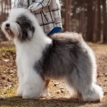 FURRY MIRACLE GALATEA FURRY MIRACLE GALATEA