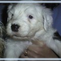 ARCTIC BEAUTY BY SILVER WHIRLWIND ARCTIC BEAUTY BY SILVER WHIRLWIND