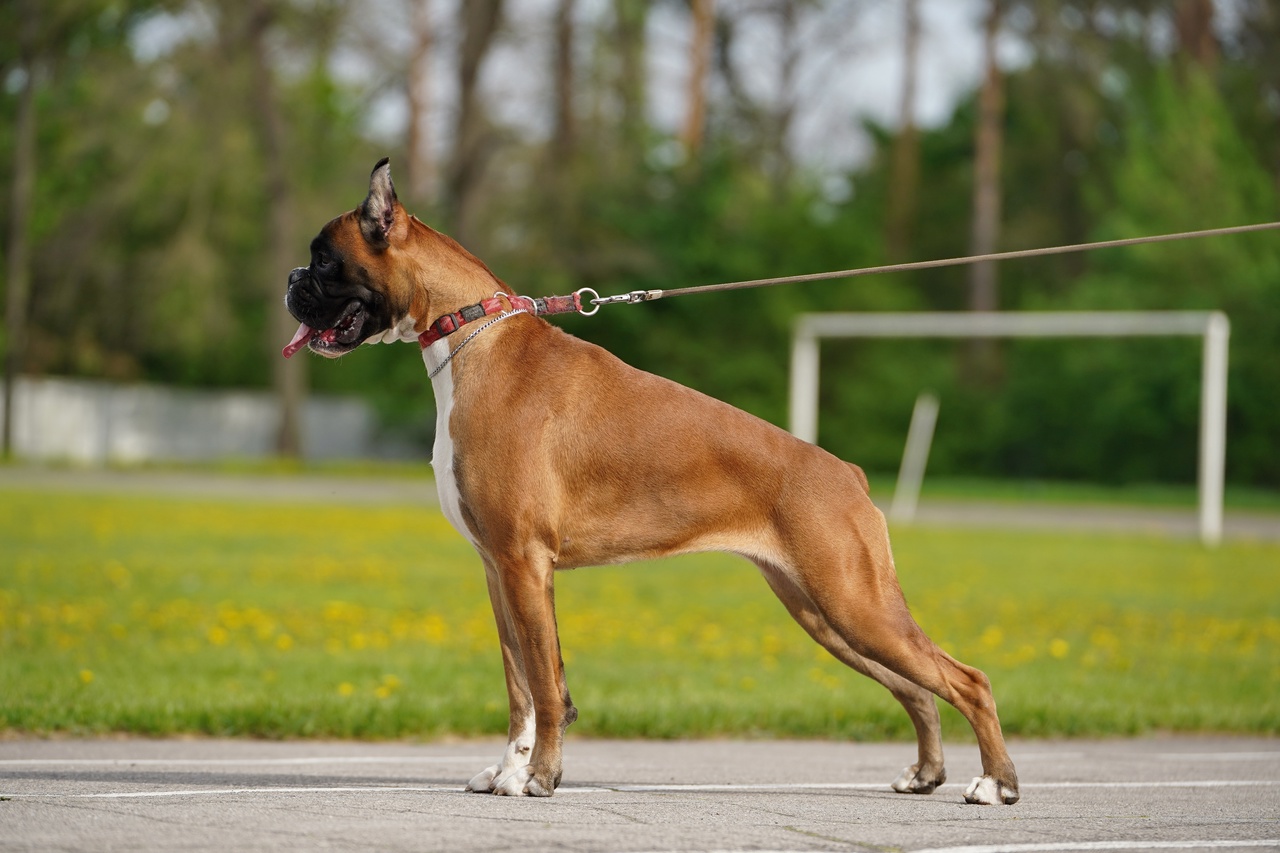 Boxer fashion pedigree database