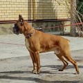 AIRON BOKS TALISMAN DLYA MIRA ANGELOV AIRON BOKS TALISMAN DLYA MIRA ANGELOV