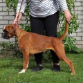 AIRON BOKS MEDOVAYA KONFETKA AIRON BOKS MEDOVAYA KONFETKA