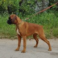 ZET MOY POZYVNOY IZ MIRA ANGELOV ZET MOY POZYVNOY IZ MIRA ANGELOV