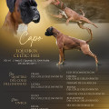 EQUOBOX CELTIC FIRE
