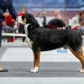SENNENHUND ROSSII RONANHOFF SENNENHUND ROSSII RONANHOFF