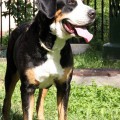KOROLEVSTVO GORNIH PSOF AFINA KOROLEVSTVO GORNIH PSOF AFINA
