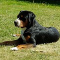 GROSSER FAMILY GOLDEN PRINC