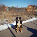 SENNENNHUND ROSSII WEKTOR SENNENNHUND ROSSII WEKTOR