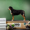 SENNEHUND ROSSII GALAKTIKA MAYRIS SENNEHUND ROSSII GALAKTIKA MAYRIS
