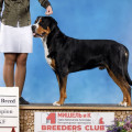SENNENHUND ROSSII KAY KHRABROE SERDTSE