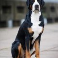 SENNENHUND ROSSII TSEAZRIYA BATISTA SENNENHUND ROSSII TSEAZRIYA BATISTA