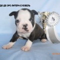 ESKUDO DE ORO EVRIDIKA UNIKA ESPERANTSA ESKUDO DE ORO EVRIDIKA UNIKA ESPERANTSA
