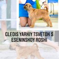 GLEDIS YARKIY TSVETOK S ESENINSKOY ROSHI GLEDIS YARKIY TSVETOK S ESENINSKOY ROSHI