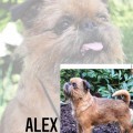 ALEX ALEX
