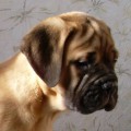 F - PUPPIES