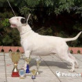 DOR JUDSOL LEGENDA