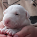 OMSTAR BULL RUSLAN OMSTAR BULL RUSLAN