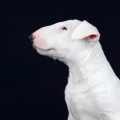 OMSTAR BULL VALTER SILVER OMSTAR BULL VALTER SILVER