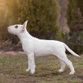 OMSTAR BULL ZHOZEFINA OMSTAR BULL ZHOZEFINA