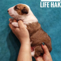 OMSTAR BULL LIFE HAK OMSTAR BULL LIFE HAK
