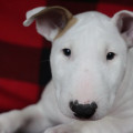OMSTAR BULL ONYX OMSTAR BULL ONYX