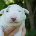 OMSTAR BULL ROXOLANA