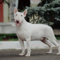 SERDTSE YULII NILES ARCHIBALD SERDTSE YULII NILES ARCHIBALD