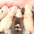 OMSTAR BULL LITTER H OMSTAR BULL LITTER H