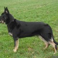 ANTARES OMEGA-DJON VON VEGAS IMPERIUM
