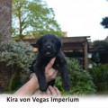 KIRA VON VEGAS IMPERIUM