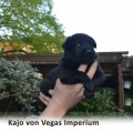 KAJO VON VEGAS IMPERIUM