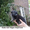 KUBA VON VEGAS IMPERIUM