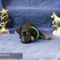 ROCK-ROSCO VON VEGAS IMPERIUM