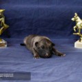 RAIN-RUDI VON VEGAS IMPERIUM