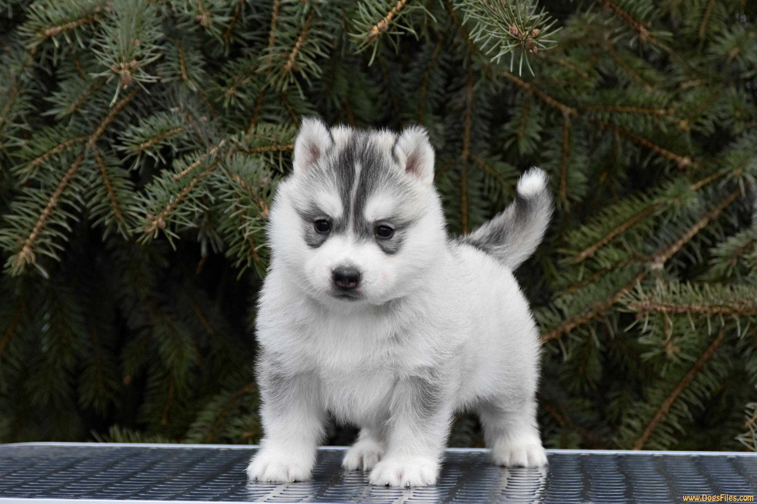 Pedigree database Siberian Husky