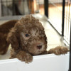 Bedlington Terrier