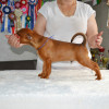 Deutscher Pinscher