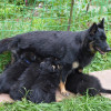 BOHEMIAN SHEPHERD DOG