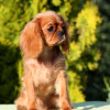 Cavalier King Charles Spaniel