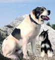 Аватара пользователя
